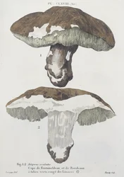 Tubiporus esculentus, plate 168 from 